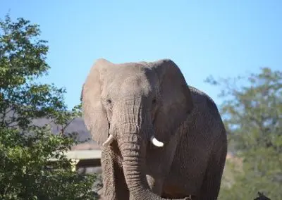 Stellar Elephant and Water Access project Namibia