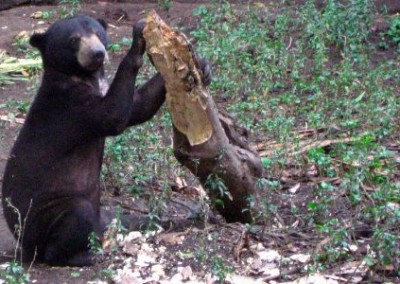 Sun bear Orangutan Sun Bear and Wildlife Rescue in Indonesia