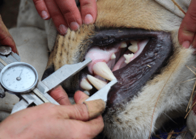 Teeth examination Bulawayo Wildlife Rescue Sanctuary in Zimbabwe