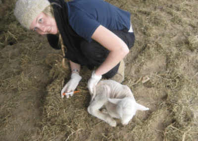 Treating a baby goat veterinarian internship South Africa