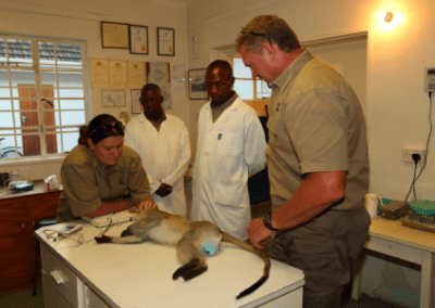Treating animal Bulawayo Wildlife Rescue Sanctuary in Zimbabwe