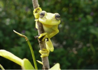 Tree frog environmental conservation Peru