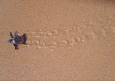 Turtle on the sand Marine Whale Shark and Manta Ray Conservation including Padi Diving in Mozambique