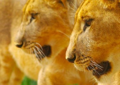 Two lions Antelope Park Lion Breeding and Rehabilitation in Zimbabwe