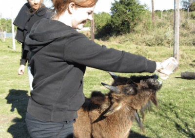 Volunteer feeding a goat veterinarian internship South Africa