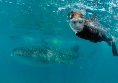 underwater diver swimming alongside whale shark