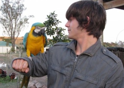 Volunteer with a parrot veterinarian internship South Africa