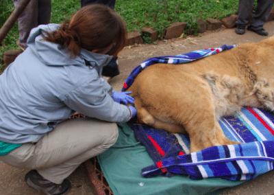 Volunteer with lion Bulawayo Wildlife Rescue Sanctuary in Zimbabwe