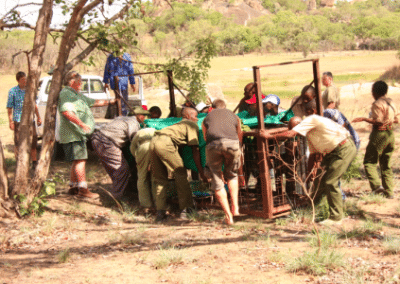 Volunteers and locals Bulawayo Wildlife Rescue Sanctuary in Zimbabwe