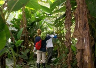 Volunteers carrying bananas fair trade internship in amazon Ecuador