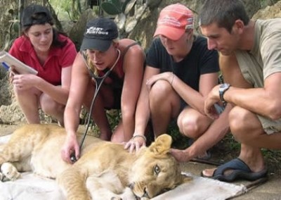 Volunteers checking lion Bulawayo Wildlife Rescue Sanctuary in Zimbabwe