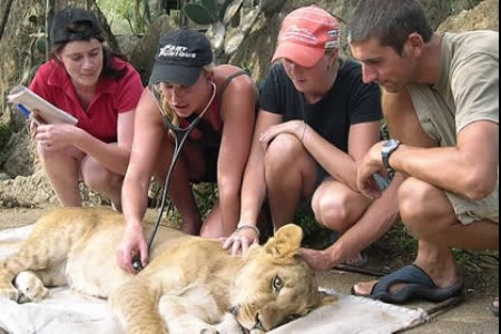 Volunteers checking lion Bulawayo Wildlife Rescue Sanctuary in Zimbabwe