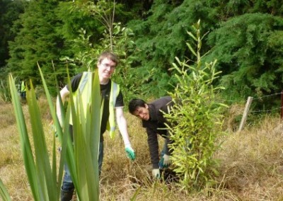 Volunteers planting Auckland Environmental Conservation North Island in New Zealand