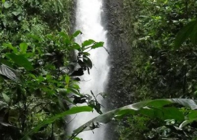 Waterfall wildlife rescue Ecuador
