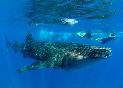 Whale shark and diver