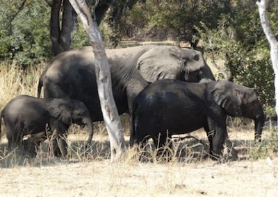 Elephants in the national park in Livingstone