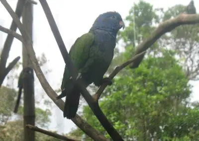 Veterinary Internship in Ecuador parrot in tree