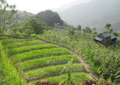 Farm shot Nepal