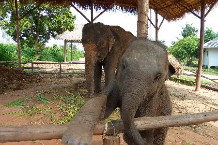 Baby elephant extends hoof volunteer in Surin