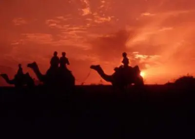 Camels at sunset India