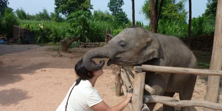 Our volunteer with Elephants in Thailand project is booking up fast!