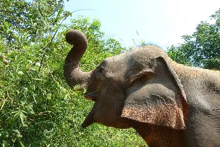 Elephant happily eating in Surin Volunteer on Elephant Welfare project