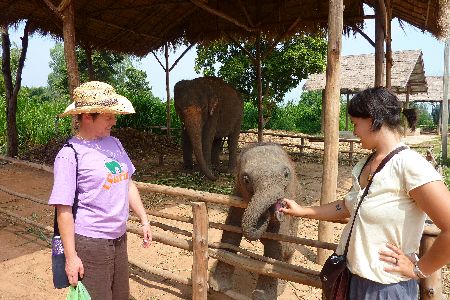 Elephant tongue and two volunteers Elephant welfare Surin