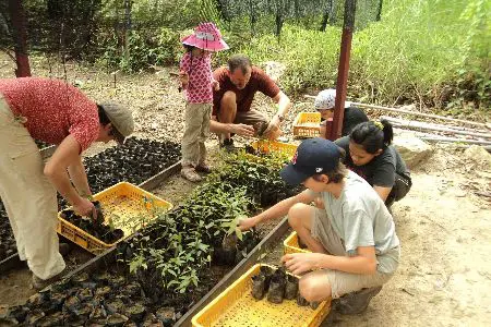 Family planting Borneo
