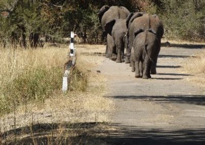 Elephant family in a line Elephant Research and Conservation Zambia