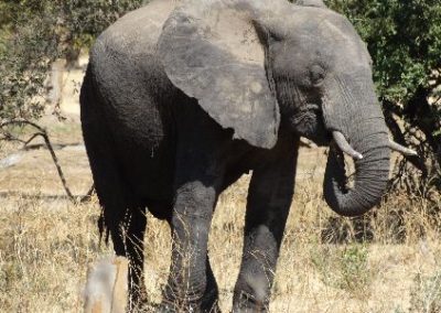Elephant monitoring close up Zambia