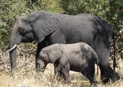 Elephant monitoring Research and Conservation project mum and baby Zambia