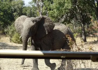 Pregnant elephant on the move in Zambia