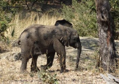 Monitoring young adult elephant Research and Conservation in Zambia