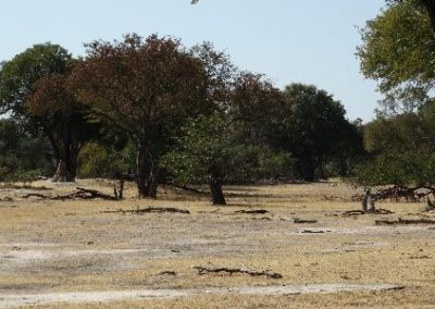 National Park in Zambia Elephant Research and Conservation