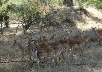 Impala in National Park Zambia
