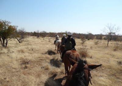Elephant Research and Conservation Volunteering in Zambia horse riding excursion