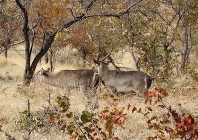 Elephant Research and Conservation Volunteering in Zambia waterbuck