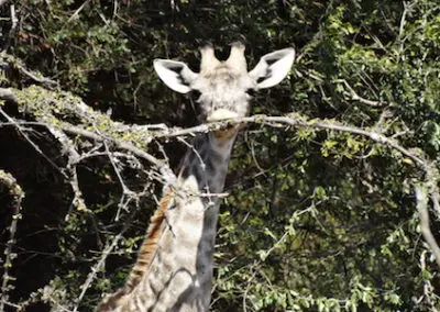 Faciliated Research Internship in Southern Africa giraffe