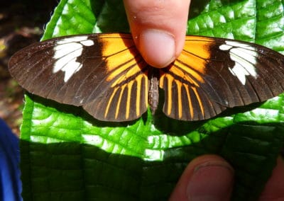 Environmental Conservation Internship in Peru internship group butterfly