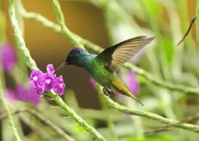 Environmental Conservation Internship in Peru internship group bird