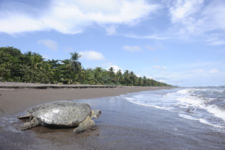 green-turtle-returning-to-sea-costa-rica