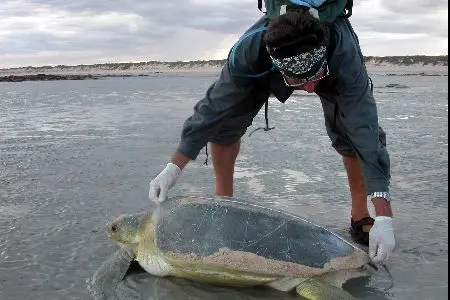 turtle-research-eco-beach-oz