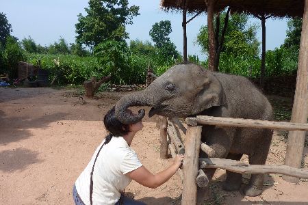 Elephant Kiss Thailand