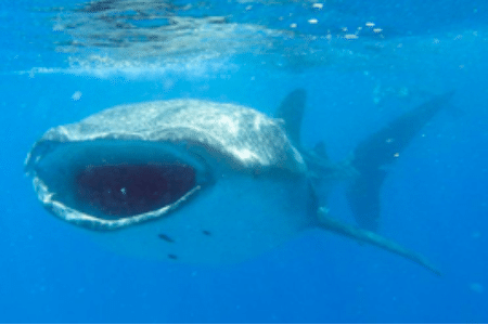 Mozambique Whale shark
