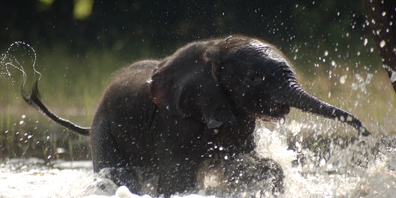 Ethics of Elephant Riding in Thailand