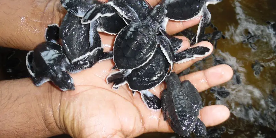 Sony Blogger Visits Kaya’s Sri Lanka Turtle Project