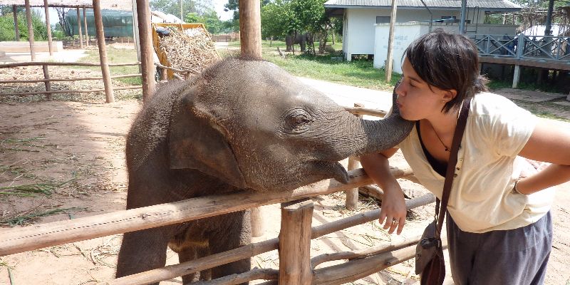 Volunteer with elephant 3