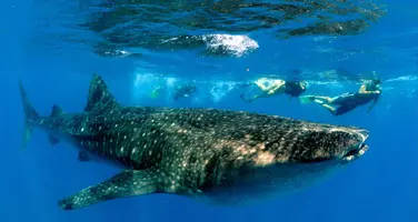 join a marine conservation project on a gap year join a marine conservation project on a gap year