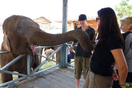 Budget volunteer Surin elephants