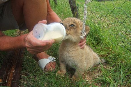 Bottle feeding cub wildlife conservation